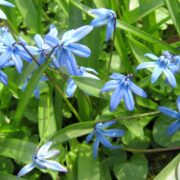Scilla siberica