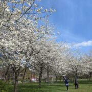 Kirschblüte im Hiroshimahain