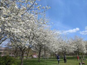 Kirschblüte im Hiroshimahain