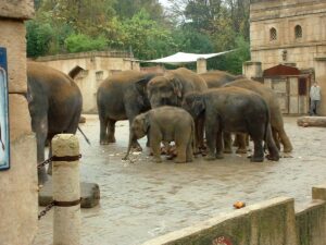 Elefanten im Zoo Hannover