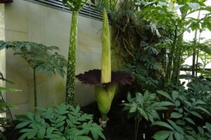 Titanenwurz am 16. Juli 2014, sie blühte erstmals im Berggarten