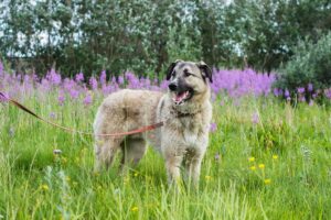 Anleinpflicht für Hunde