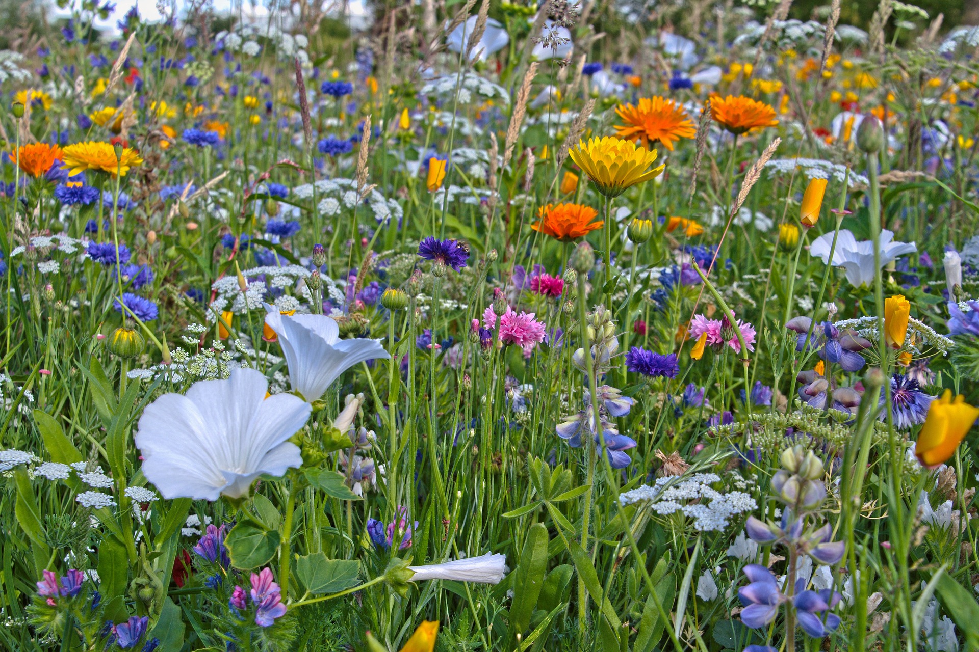 Bunte Blumenwiese