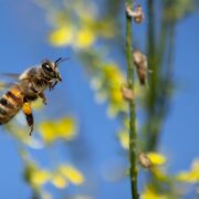 Bienen schützen