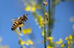 Bienen schützen