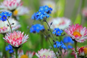 Bunte Blumenpracht