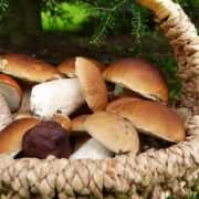 Herbstzeit ist Pilzzeit