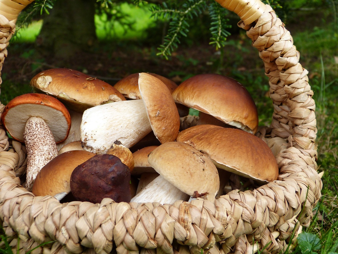 Herbstzeit ist Pilzzeit