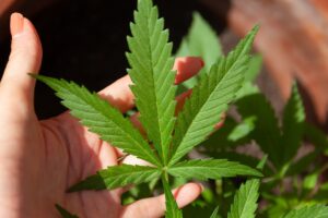 Legalisierung von Cannabis