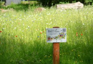 Blühfläche für Insekten