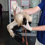 Der Storch bei seiner Ankunft in der Tierärztlichen Hochschule